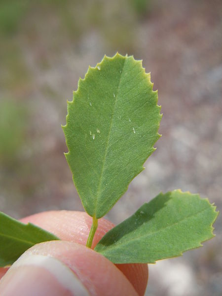 Serrated leaves of white sweetclover.